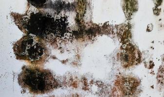 texture vieux mur de plâtre blanc pour fond vintage