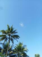 noix de coco des arbres avec magnifique des nuages dans le village photo