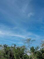 noix de coco des arbres avec magnifique des nuages dans le village photo