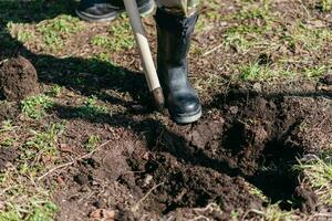 une homme est plantation une Jeune arbre. le agriculteur est creusement le sol avec une pelle pour une petit semis. le concept de protection de le environnement et écologie photo