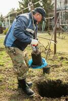 une homme les plantes une Jeune fruit arbre. le agriculteur déballe une Nouveau semis et met il dans le sol. le concept de environnement protection et écologie photo