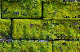briques mur avec lichens. Contexte texture photo