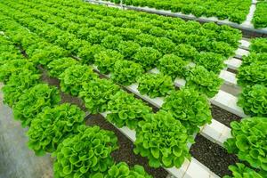 hydroponique agriculture système, biologique hydroponique légume jardin dans serre. photo