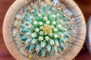 petit cactus espèce dans marron vase photo