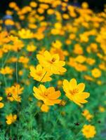 Orange Jaune cosmos fleur Floraison dans jardin photo