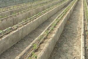 Lignes de Jeune tomate les plantes dans une serre photo