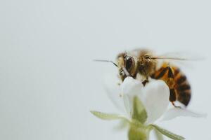 une abeille sur printemps arbre fleurs photo