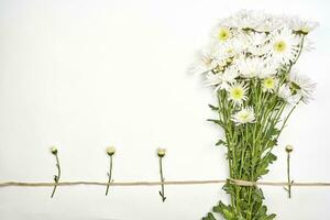 brillant printemps fleurs sur blanc photo