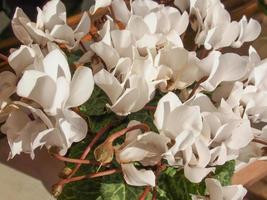 fleurs de cyclamen blanc photo