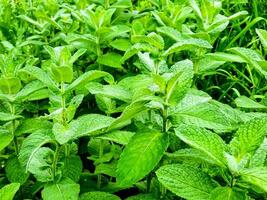 menthe fermer dans le jardin. Pomme menthe, ou mentha suaveolens, ou duveteux menthe sont à base de plantes les plantes cette sont riches dans santé avantages. photo