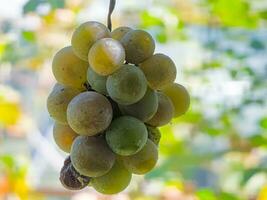 mûr blanc muscat du vin les raisins grandir sur le des buissons. grappes de du vin les raisins sont prêt pour récolte. photo