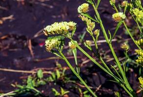 limonium sinuatum, syn. feuille ondulée mer lavande, statique, mer lavande, entailler feuille le marais Romarin, mer rose, est une méditerranéen plante espèce dans le famille plumbaginacées connu pour ses parcheminé fleurs. photo