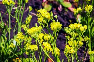 limonium sinuatum, syn. feuille ondulée mer lavande, statique, mer lavande, entailler feuille le marais Romarin, mer rose, est une méditerranéen plante espèce dans le famille plumbaginacées connu pour ses parcheminé fleurs. photo