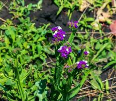 limonium sinuatum, syn. feuille ondulée mer lavande, statique, mer lavande, entailler feuille le marais Romarin, mer rose, est une méditerranéen plante espèce dans le famille plumbaginacées connu pour ses parcheminé fleurs. photo