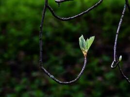 fermer de le bourgeons, tige et petit Jeune vert feuilles de sorbus latifolia. ensoleillé printemps journée . photo