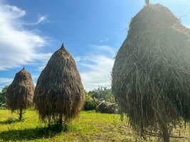 Trois des tas de foins dans le village photo