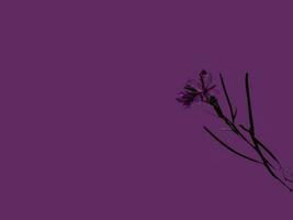 fleurs sauvages sur violet Contexte photo