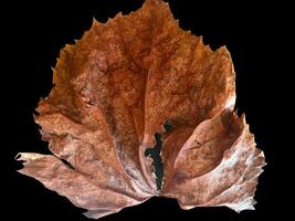 gros l'automne feuille sur noir Contexte photo