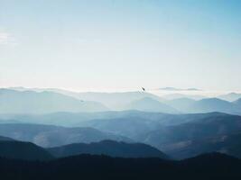 des oiseaux mouche haute plus de le montagnes photo