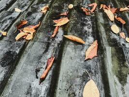 l'automne feuilles sur le toit après le pluie photo