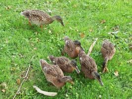 canard oiseaux dans l'herbe photo
