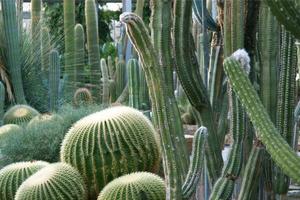 fond de plantes de cactus photo