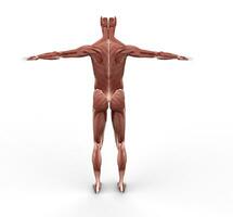 musculature retour vue photo