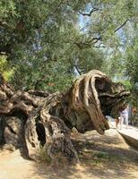 vieux tordu arbre photo