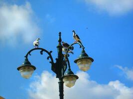 pigeons sur lampost photo