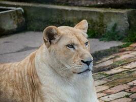 blanc lionne regard photo