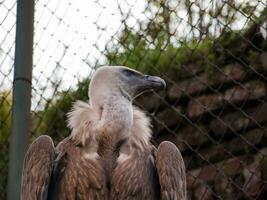 cap griffon vautour photo