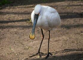 eurasien spatule - de face coup fermer photo