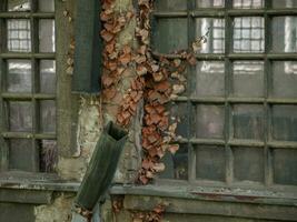 sec feuilles et cassé drainage tuyaux sur sale usine les fenêtres photo