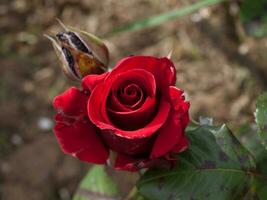 sauvage rouge Rose Haut vue fermer coup photo