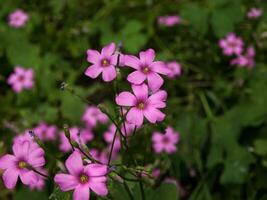 violet sauvage fleurs photo