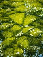 anse vert des pierres et mousse à le bas de petit étang photo