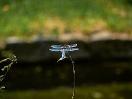 au corps large chasseur libellule permanent sur une petit branche photo