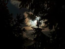 épicéa des arbres dans brillant brillant clair de lune photo