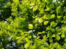 plein vert feuilles sur une brillant ensoleillé journée photo