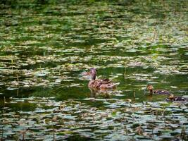 mère canard avec sa remorquer canetons Suivant sa photo