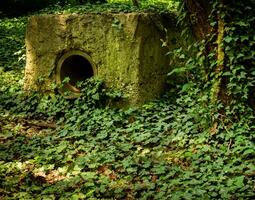 vieux abandonné drainage béton station couvert dans vignes photo