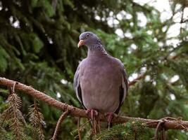 magnifique gris Pigeon permanent sur épicéa branche photo