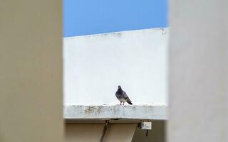 seul Pigeon sur une blanc toit photo