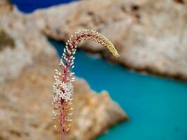 étrange sauvage fleur avec incroyable bleu mer crique dans le Contexte photo