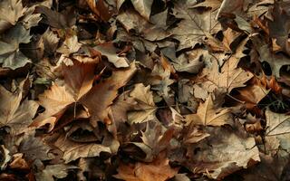 séché Orange érable feuilles dans en retard l'automne photo