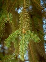 Frais vert pin aiguilles sur une pin arbre - fermer coup photo