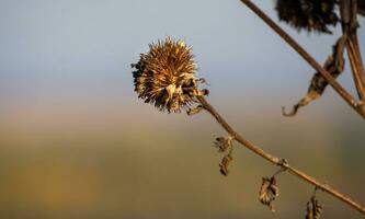 sec épineux bardane fleur dans du froid l'automne après midi photo