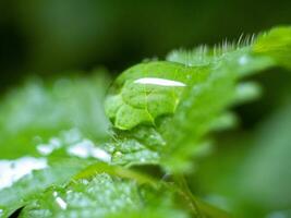 laissez tomber de pluie sur une vert feuille - macro coup photo