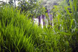 vert herbe Naturel Contexte photo