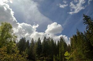 Montagne forêt dans des rayons de été Soleil photo